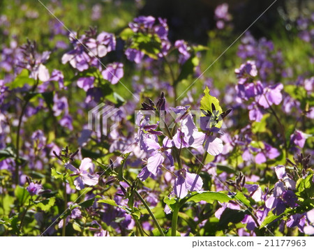 It is called flower radish because leaf shape resembles radish. As Mr. Zhuge Ming was a vegetable spread widely, various Kuzaki also. 21177963