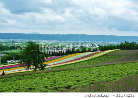  富田農場 21178232