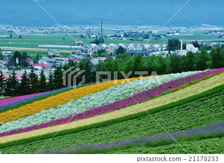 Farm Tomita Farm Tomita 21178233