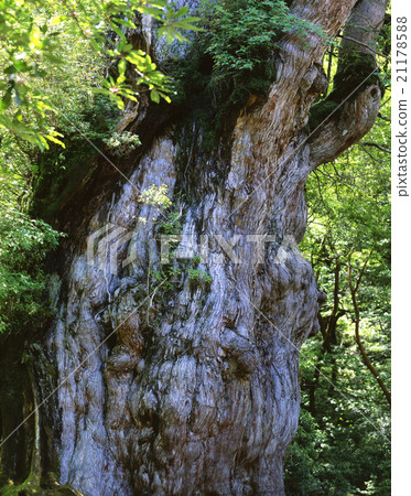 Jomon cedar 21178588