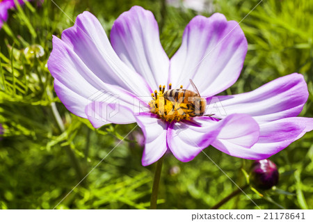 在波斯菊上採蜜的蜜蜂 21178641