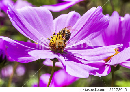 Honey bee collecting honey on cosmos 21178643