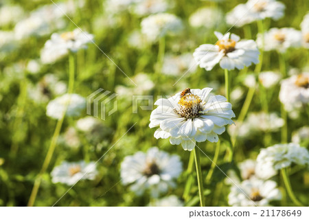 Honey bee collecting honey on cosmos 21178649