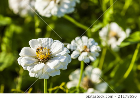 Honey bee collecting honey on cosmos 21178650