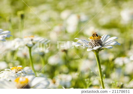 Honey bee collecting honey on cosmos 21178651