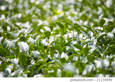 green tea plantation beautiful landscape  21178940