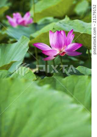 Blooming lotus 21179152