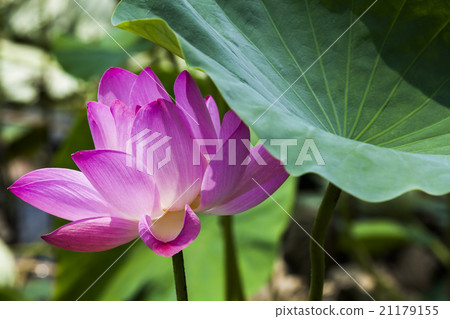 Blooming lotus 21179155