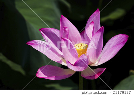 Blooming lotus Blooming lotus 21179157