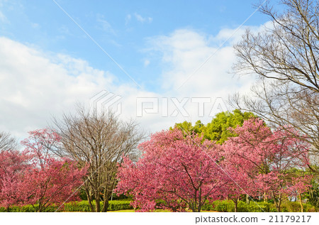 櫻桃開花的春天風景 21179217