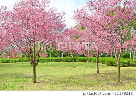 櫻桃開花的春天風景 21179218