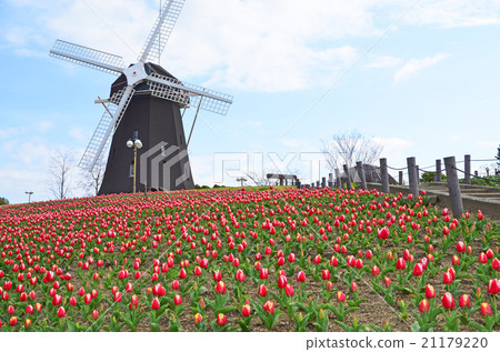 Windmills and tulips Windmills and tulips 21179220