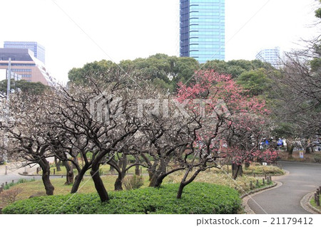 芝公園的梅花 芝公園的梅花 21179412