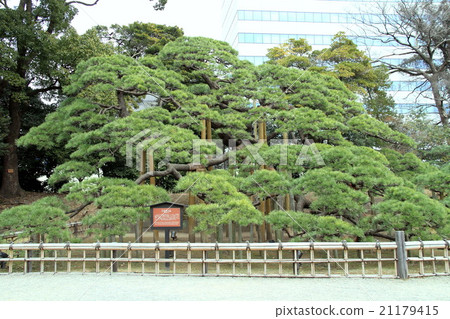 Three hundred years' pine (Hamarikyu Garden) Three hundred years' pine (Hamarikyu Garden) 21179415