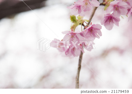河津櫻花 21179459