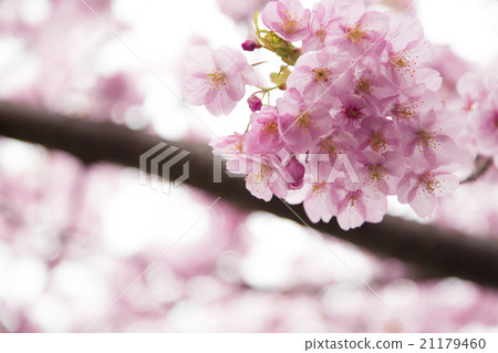 河津櫻花 21179460