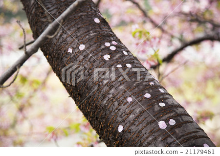 河津櫻花 21179461