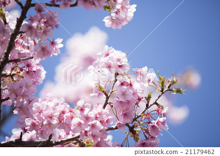 河津櫻花 21179462