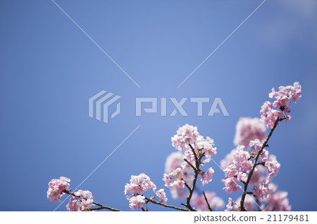 河津櫻花 21179481