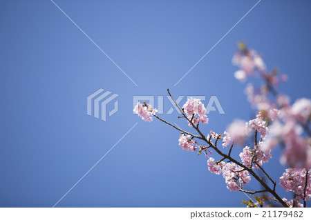 河津櫻花 21179482