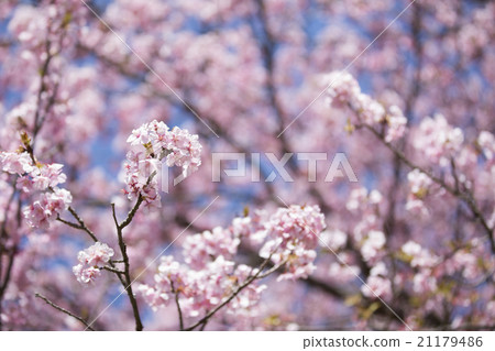 河津櫻花 21179486