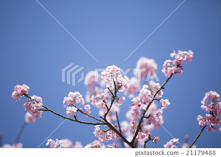 河津櫻花 21179488