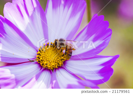 在波斯菊上採蜜的蜜蜂 在波斯菊上採蜜的蜜蜂 21179561