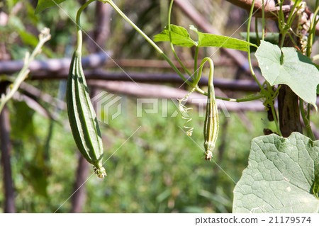 angled gourds fresh angled gourds fresh 21179574