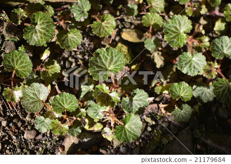 Yukinoshita leaves 21179684