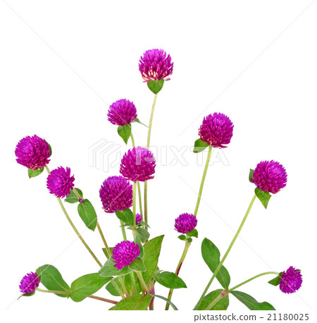 Globe amaranth beauty flower in white background 21180025