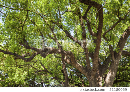 茂盛的樟樹 茂盛的樟樹 21180069