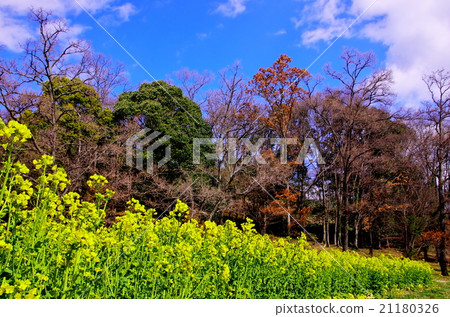 Rape blossoms and blue sky 21180326