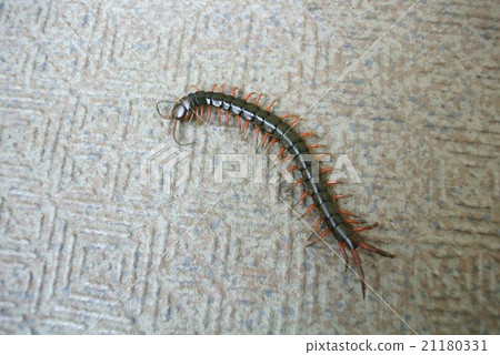 一隻巨大的蜈蚣搖著她的身體 一隻巨大的蜈蚣搖著她的身體 21180331