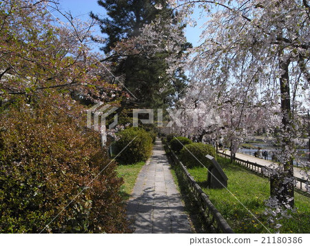 Semi-tree road walking trail 21180386