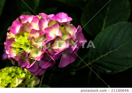 hydrangea hydrangea 21180646