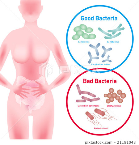 女性剪影和良好的細菌和壞細菌腸道細菌圖像 21181048