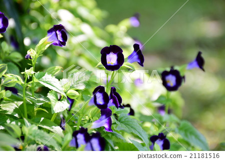 purple wishbone flowers 21181516