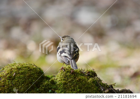 Iwami Sekirei 3 21181694