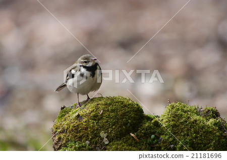 Iwami Sekirei 5 21181696