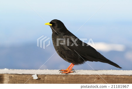 Black alpine Pyrrhocorax graculus Black alpine Pyrrhocorax graculus 21181967