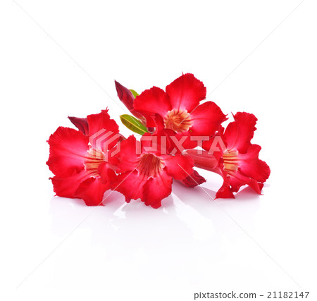 azalea flowers isolated on white background 21182147