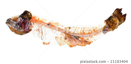 picked skeleton of trout fish isolated on white 21183404