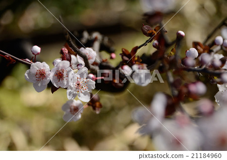 Venice momo which began to bloom 21184960