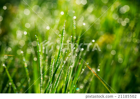 green grass with water drops on the background green grass with water drops on the background 21185502