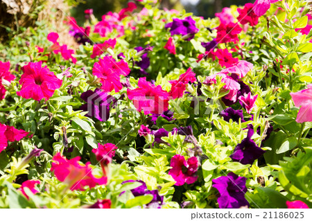 Beautiful flower at Mae Fah Luang Garden Beautiful flower at Mae Fah Luang Garden 21186025