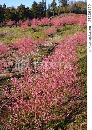 華莫莫沒有你好 21186139