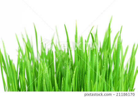 Fresh bright green grass on the white background Fresh bright green grass on the white background 21186170