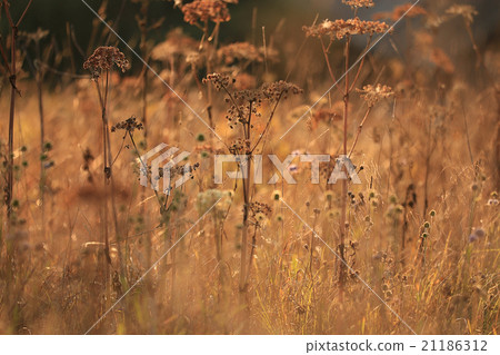 blurred orange autumn background blurred orange autumn background 21186312