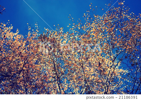 trees blue sky yellow leaves up 21186391