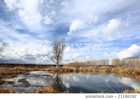 Autumn lonely tree in the wind field 21186392
